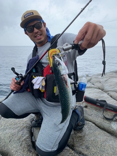 ゴマサバの釣果