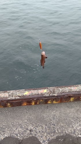 オオモンハタの釣果