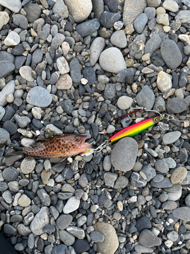 オオモンハタの釣果