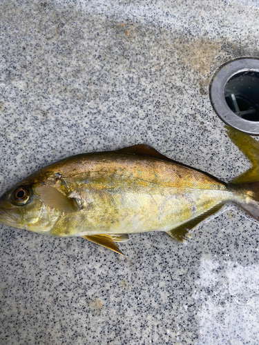 ショゴの釣果