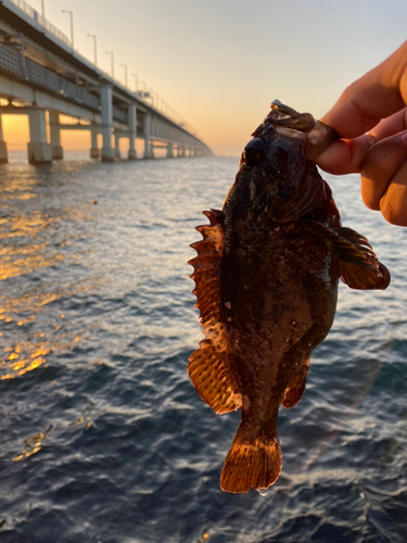 ガシラの釣果