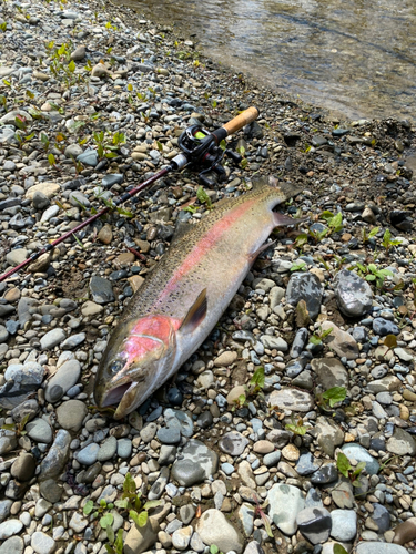 ニジマスの釣果