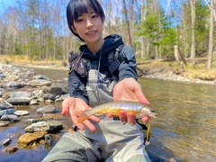 イワナの釣果