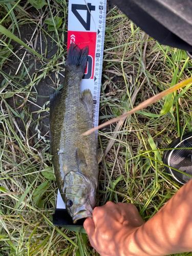 スモールマウスバスの釣果