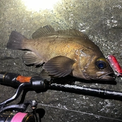 シロメバルの釣果