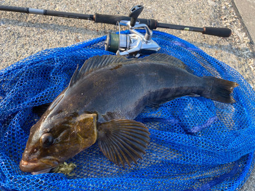 アイナメの釣果