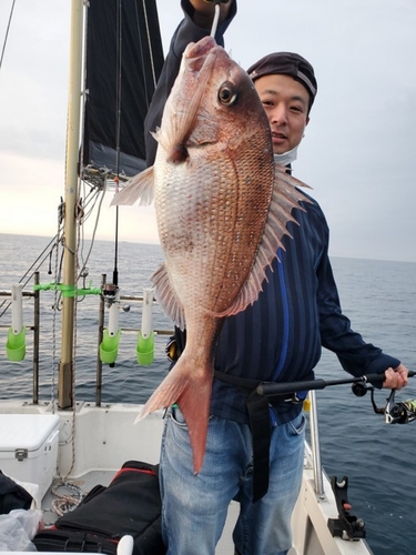 マダイの釣果