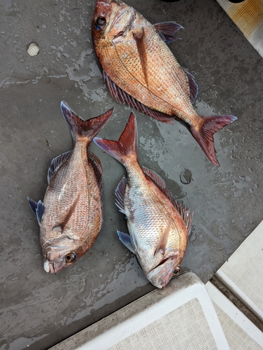 タイの釣果