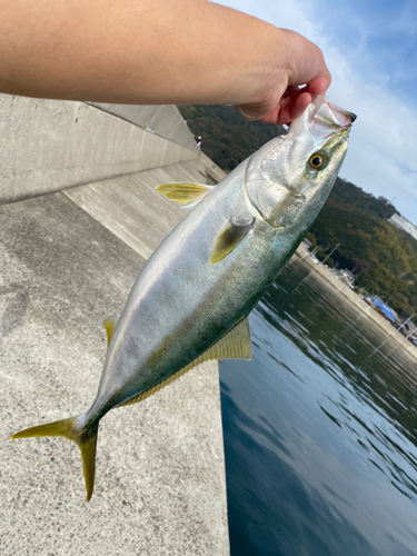 ハマチの釣果