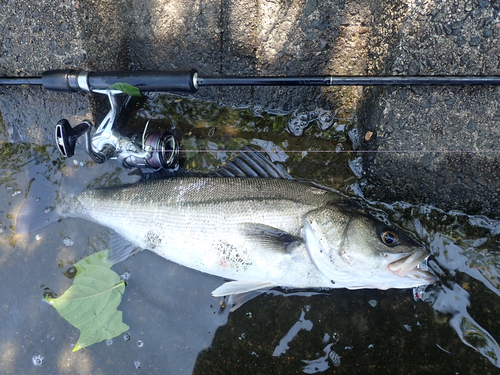 スズキの釣果