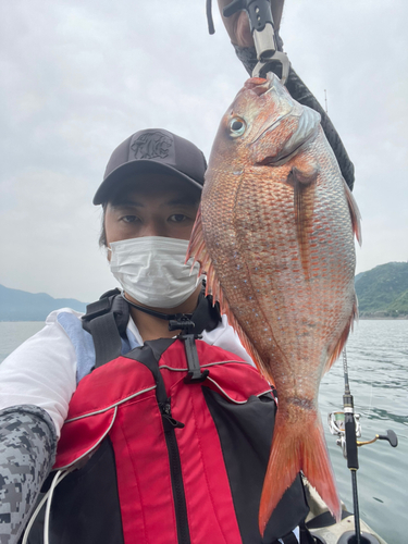 マダイの釣果