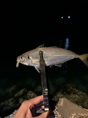 マアジの釣果