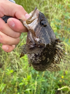 タケノコメバルの釣果