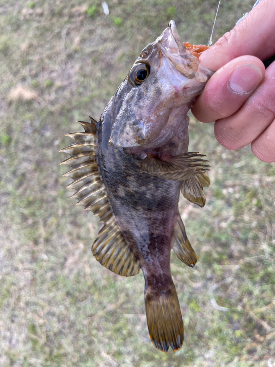 タケノコメバル