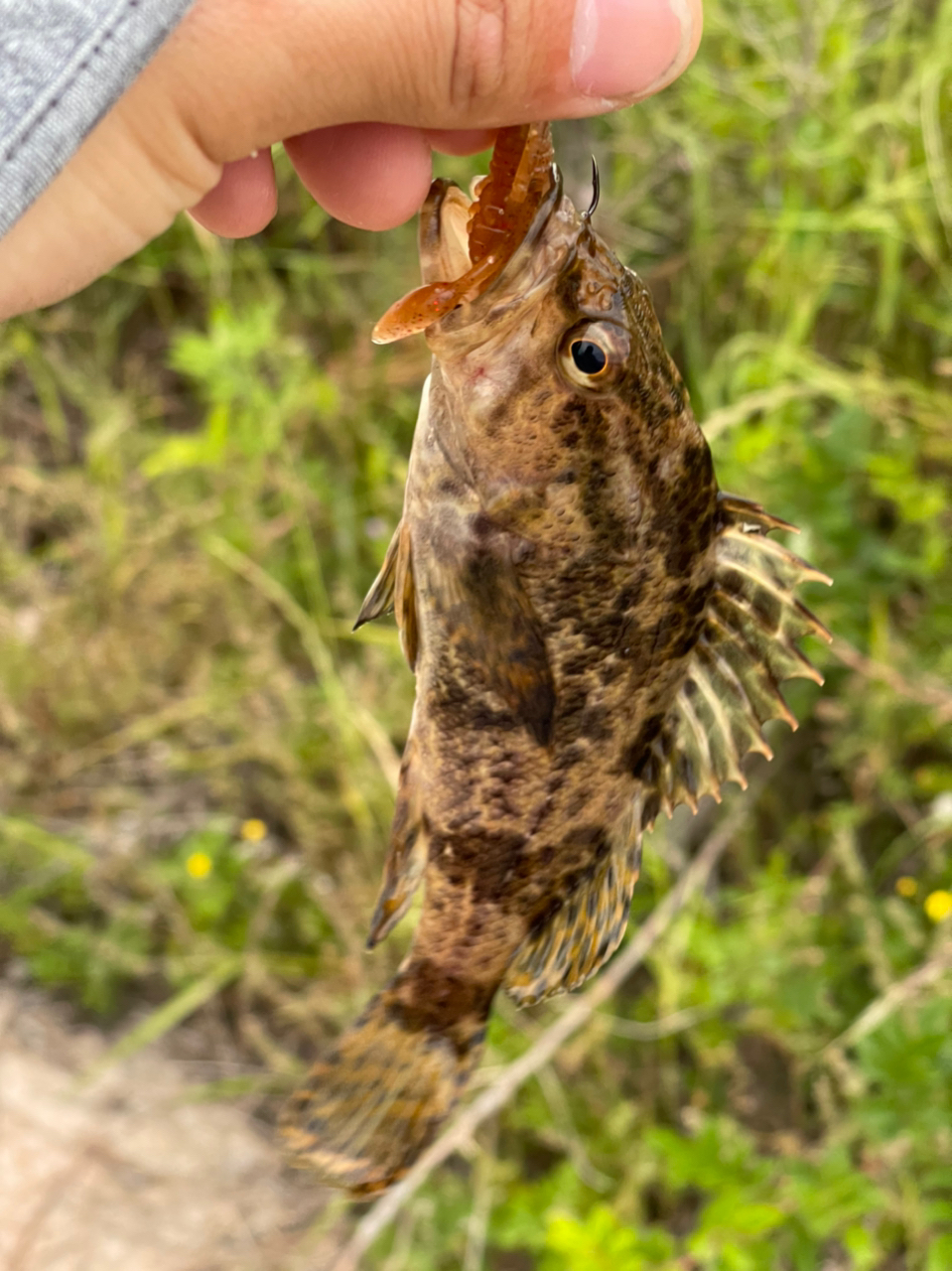 タケノコメバル