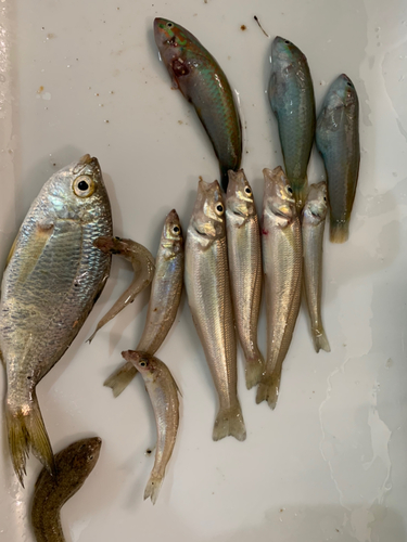 キスの釣果