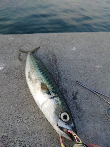 サバの釣果