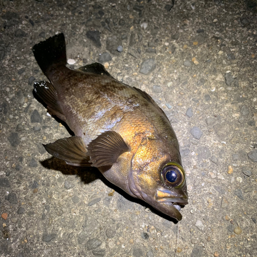 メバルの釣果