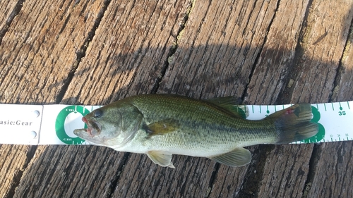 ラージマウスバスの釣果