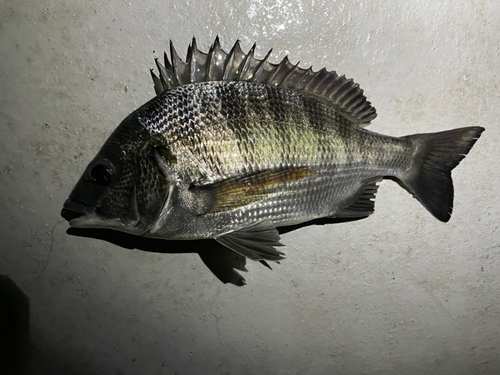 クロダイの釣果