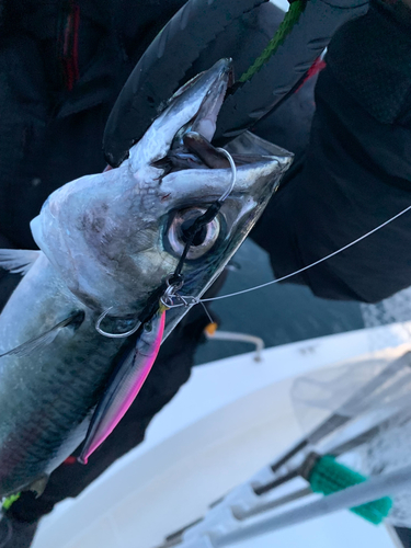 サバの釣果