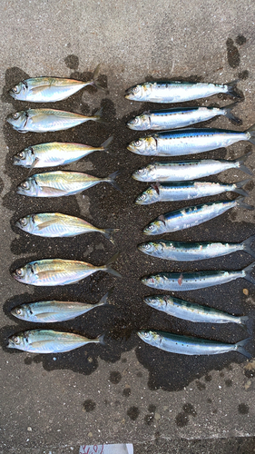 アジの釣果