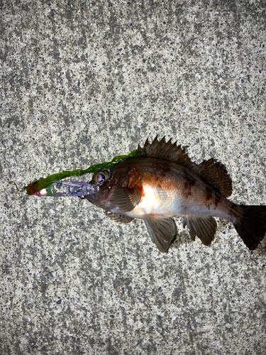 クロメバルの釣果