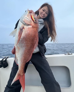 マダイの釣果