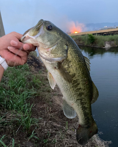 ブラックバスの釣果