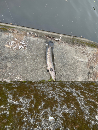 ライギョの釣果