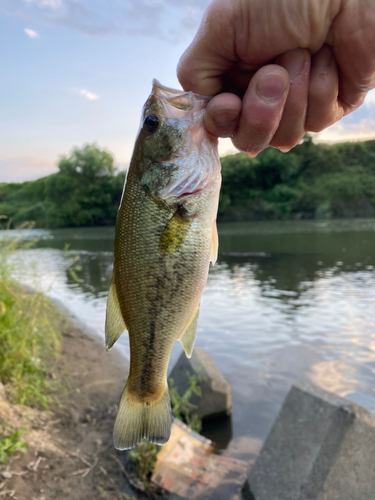 ラージマウスバスの釣果