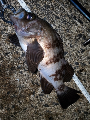 メバルの釣果