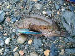 シラヌイハタの釣果