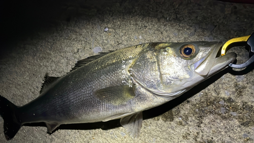 スズキの釣果