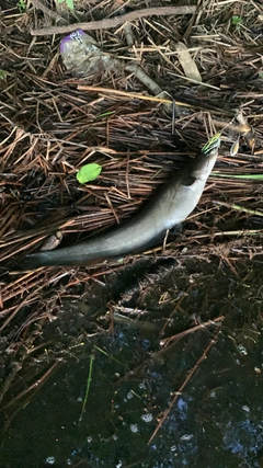 ナマズの釣果