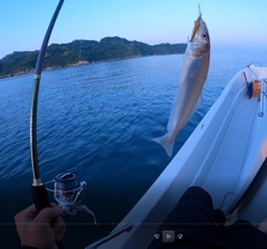 シロギスの釣果