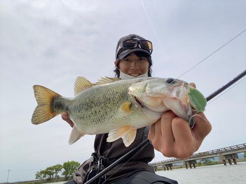 ブラックバスの釣果