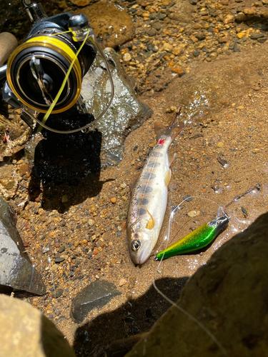 アマゴの釣果