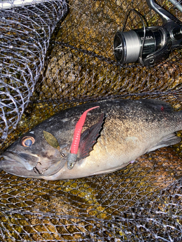 クロソイの釣果