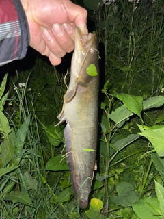 ナマズの釣果