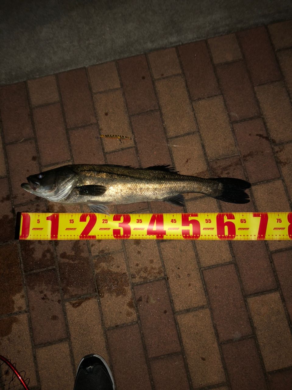 スズキ
