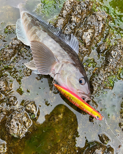 ホッケの釣果