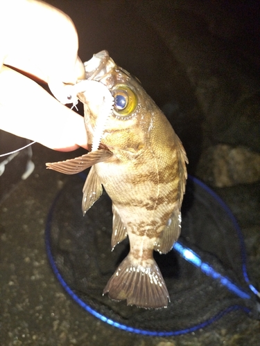 シロメバルの釣果