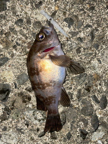 メバルの釣果