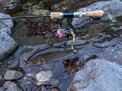 ニゴイの釣果