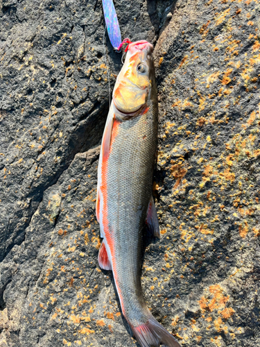 ウグイの釣果