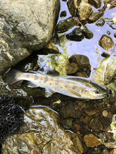 ヤマメの釣果