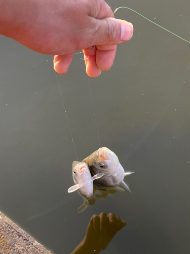 ヘラブナの釣果