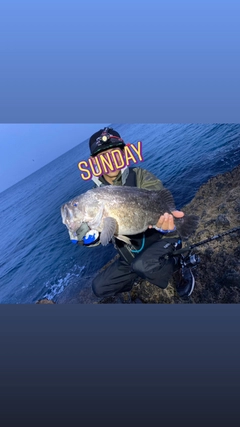 クロソイの釣果