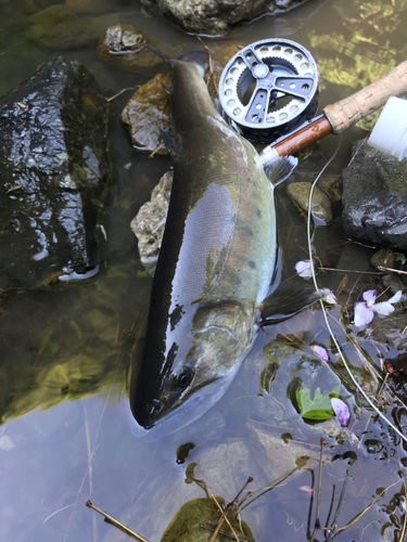 ヤマメの釣果